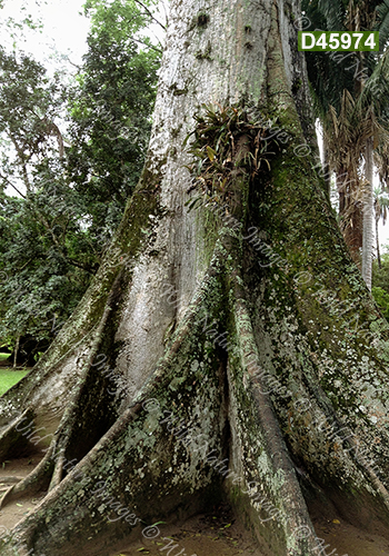 Kapok (Ceiba pentandra, Malvaceae)